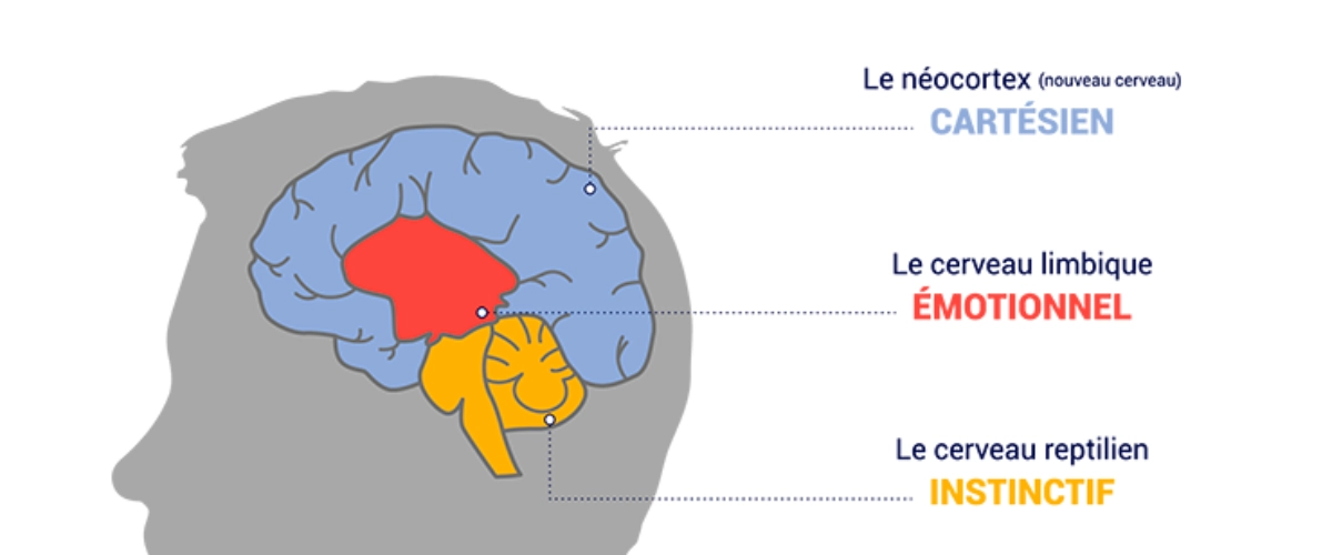 Coaching Parental 6 Approche neuroscience 1
